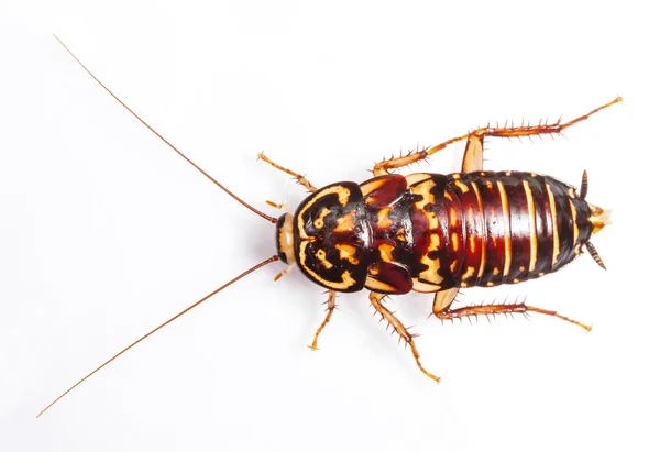 Harlequin Cockroach — Stock Photo, Image