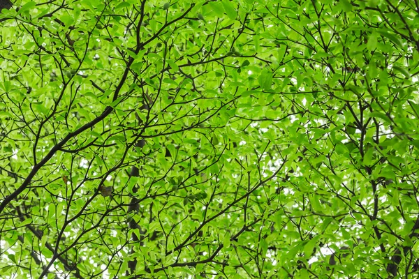 Foglia di albero verde — Foto Stock