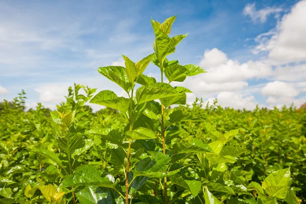 Mulberry boerderij — Stockfoto