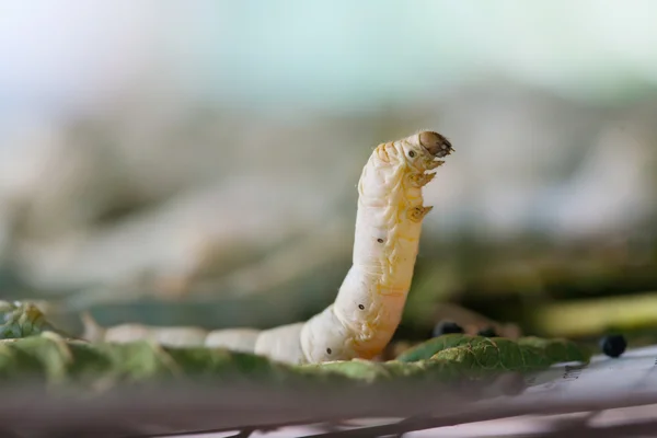 Silkworm — Stock Photo, Image