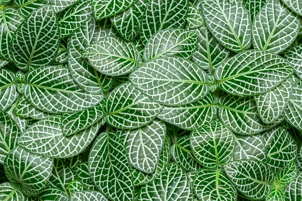 Fittonia verschaffeltii — Foto de Stock