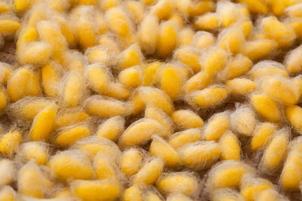Capullo de gusano de seda —  Fotos de Stock