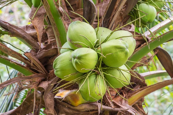 Bos van kokosnoten — Stockfoto