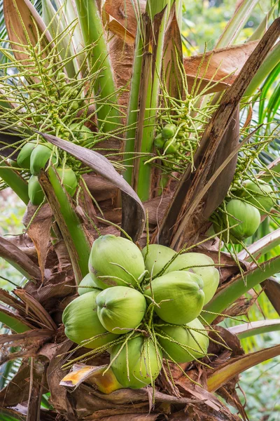 Bunch of coconut — Stock Photo, Image