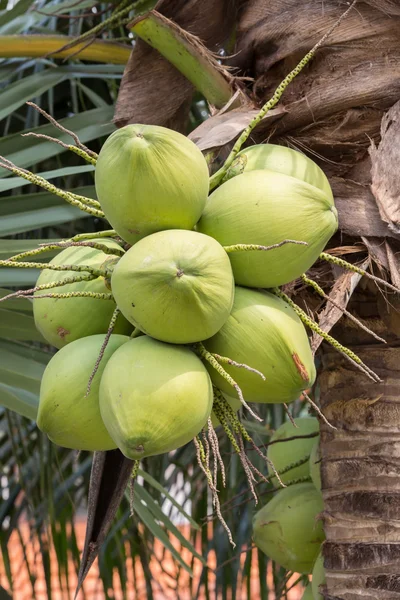 Bunch of coconuts — Stock Photo, Image