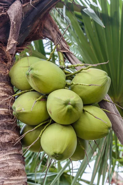Bos van kokosnoten — Stockfoto