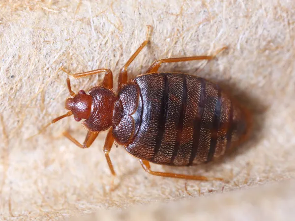 Cimex hemipterus — Fotografia de Stock