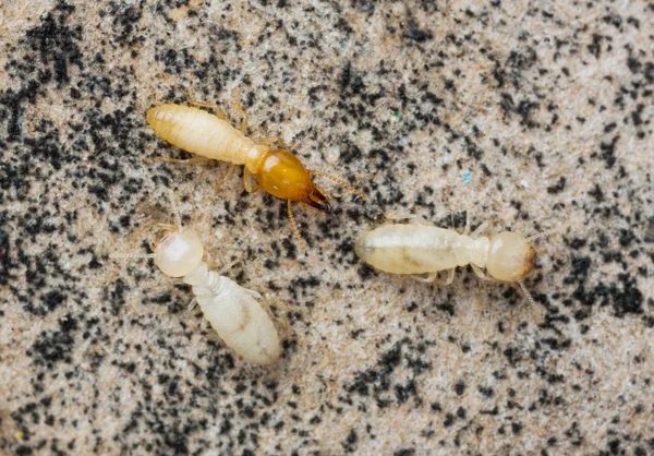 태국에 있는 흰개미 — 스톡 사진