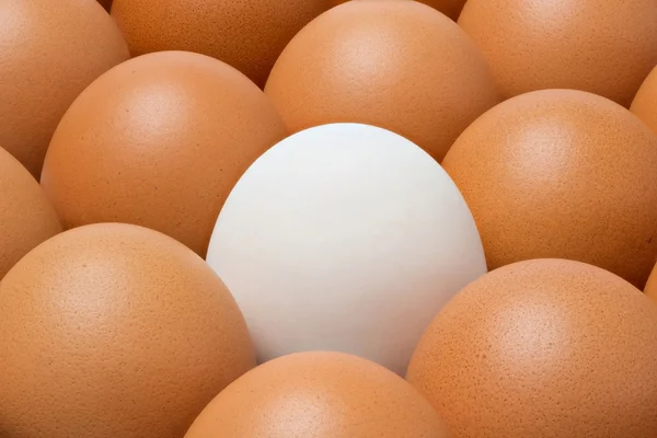 Ovo de pato entre ovos de galinha — Fotografia de Stock