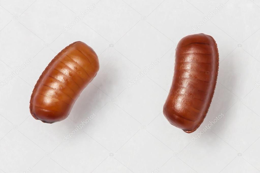 Smooth cockroach - Symploce pallens egg sacks
