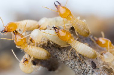Termites in Thailand clipart