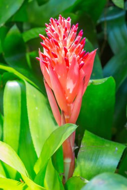 bromeliad çiçek spike