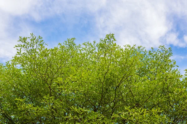 Ivory Coast almond tree — Stock Photo, Image