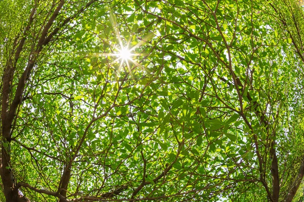 Äste des Baumes gegen Sonnenlicht — Stockfoto