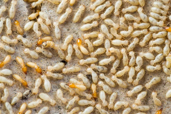 Termites em Tailândia — Fotografia de Stock