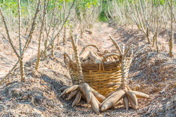 Raccolta di manioca — Foto Stock