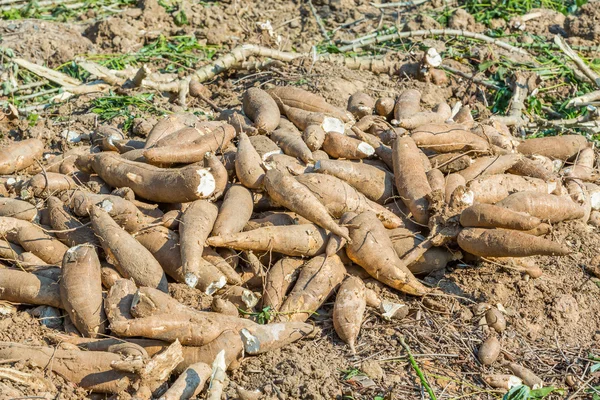 Kassavaskörd — Stockfoto