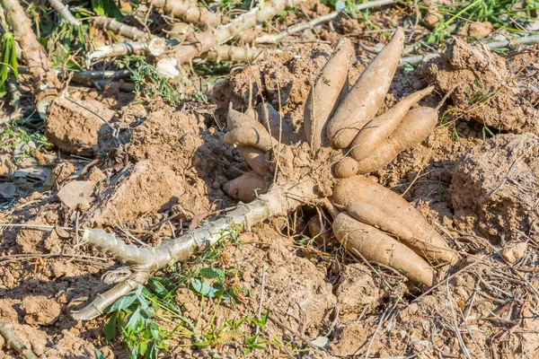 Cosecha de mandioca — Foto de Stock