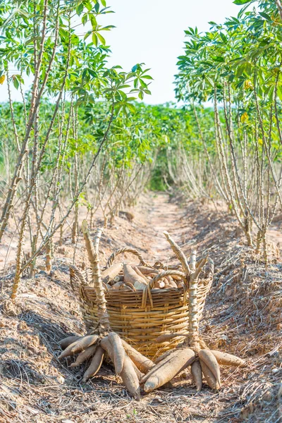 Cassava hasadı — Stok fotoğraf