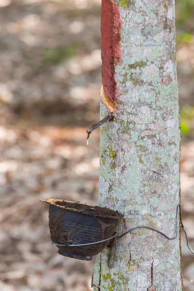 Árbol de goma —  Fotos de Stock