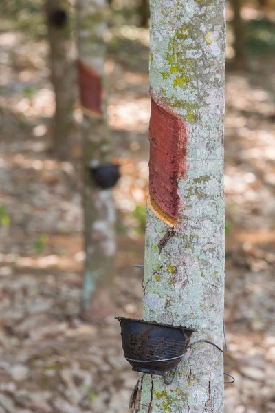 Árvore de borracha — Fotografia de Stock