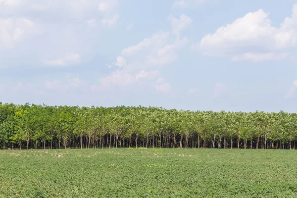 Árvore de borracha — Fotografia de Stock