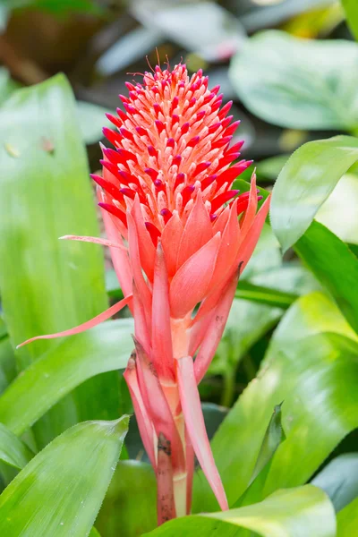 Botanický květina bodec — Stock fotografie