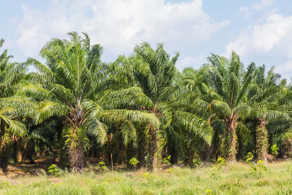 Plantation de palmiers — Photo