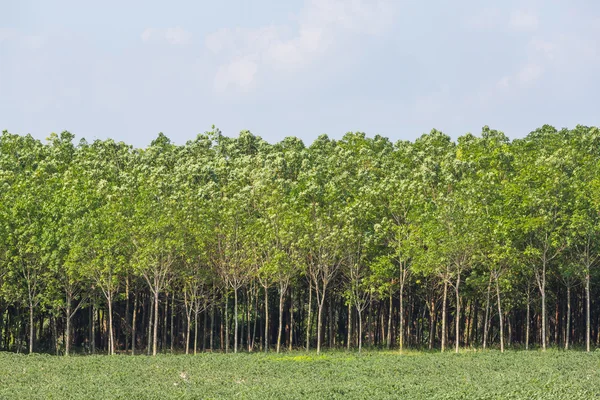 Albero di gomma — Foto Stock