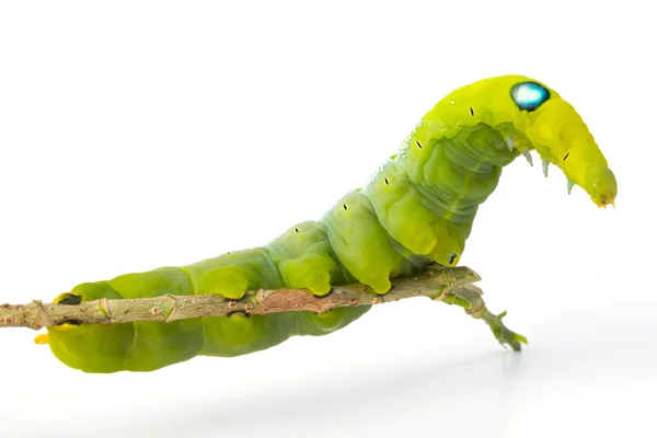 Grüner Wurm — Stockfoto