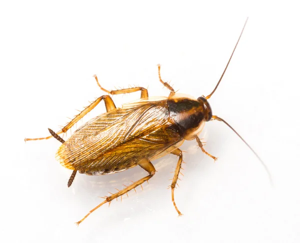 Blattella germanica german cockroach — Stock Photo, Image