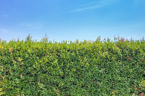 Gröna träd och blå himmel — Stockfoto