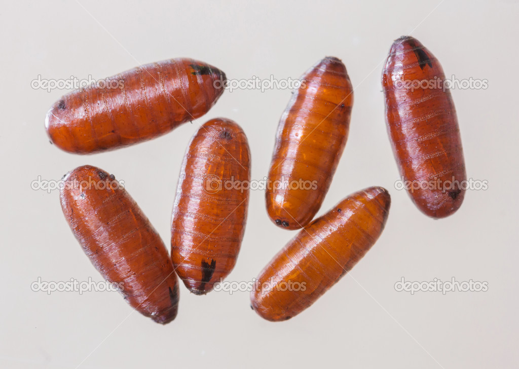 Flies pupae — Stock Photo © smuayc 31671819