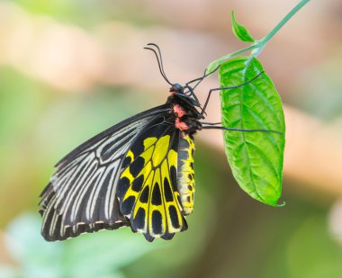 Altın birdwing kelebek