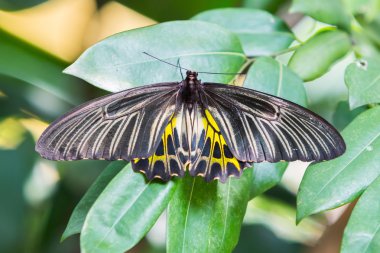 Altın birdwing kelebek