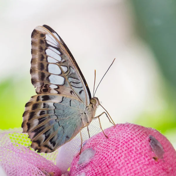 Clipper mariposa — Foto de Stock