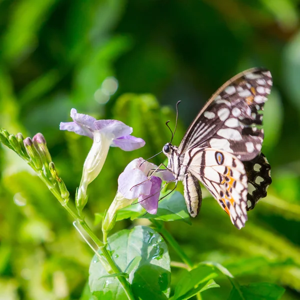 Farfalla — Foto Stock