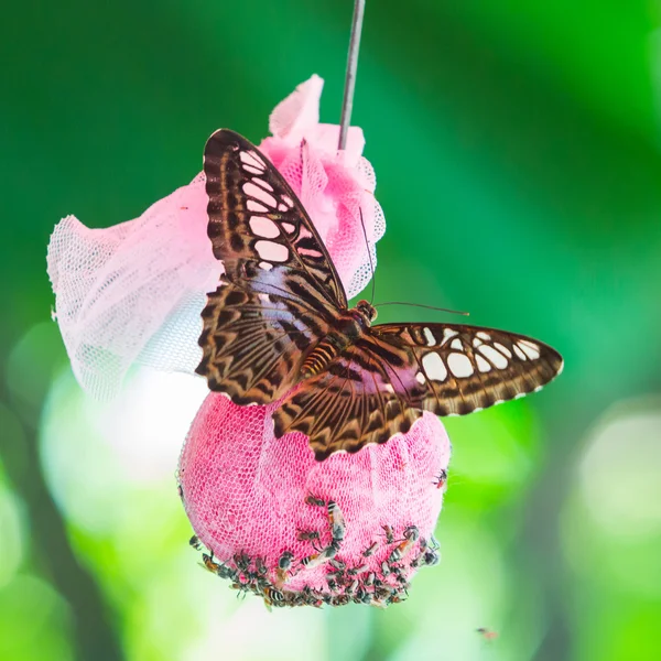 Clipper fjäril på gröna blad i offentlig park i thailand — Stockfoto