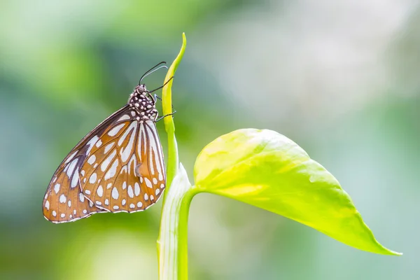 Borboleta tigre vítreo escuro — Fotografia de Stock