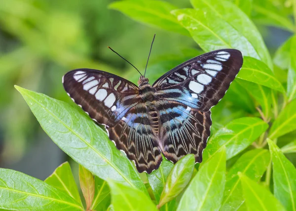 Clipper motýl — Stock fotografie