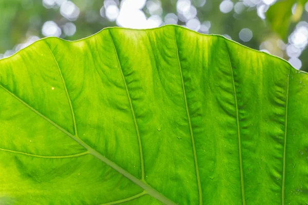 Texture fogliare verde — Foto Stock