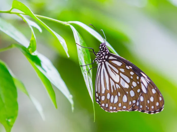 Karanlık cam gibi kaplan kelebek — Stok fotoğraf