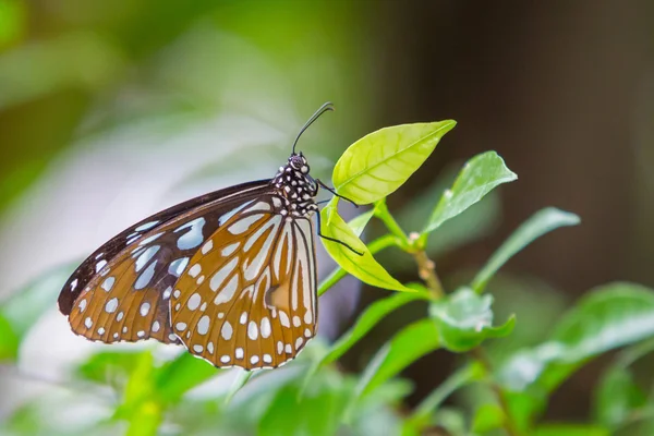 Karanlık cam gibi kaplan kelebek — Stok fotoğraf