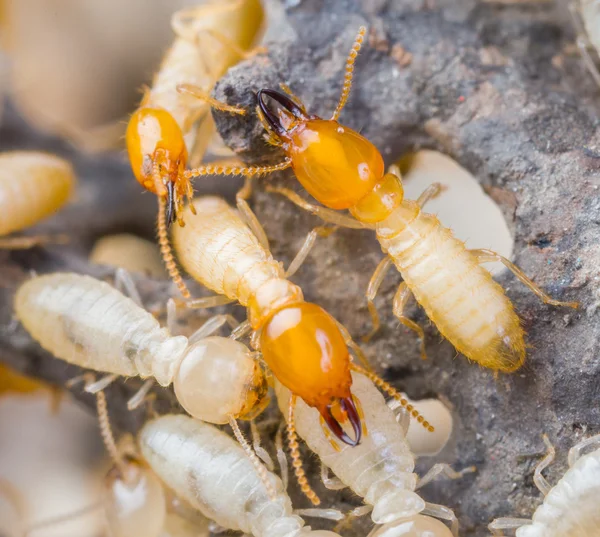 Termiter i thailand — Stockfoto