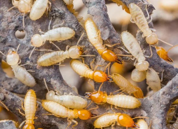 Termites in Thailand — Stock Photo, Image