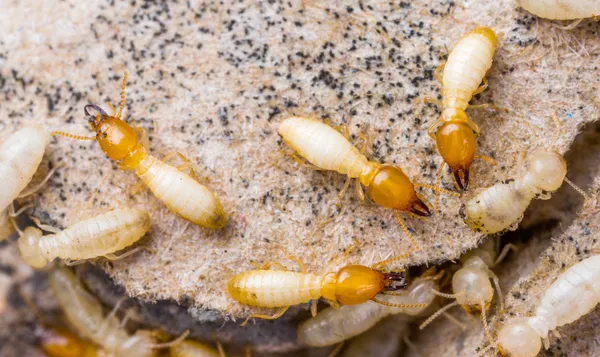 Termites in Thailand — Stock Photo, Image
