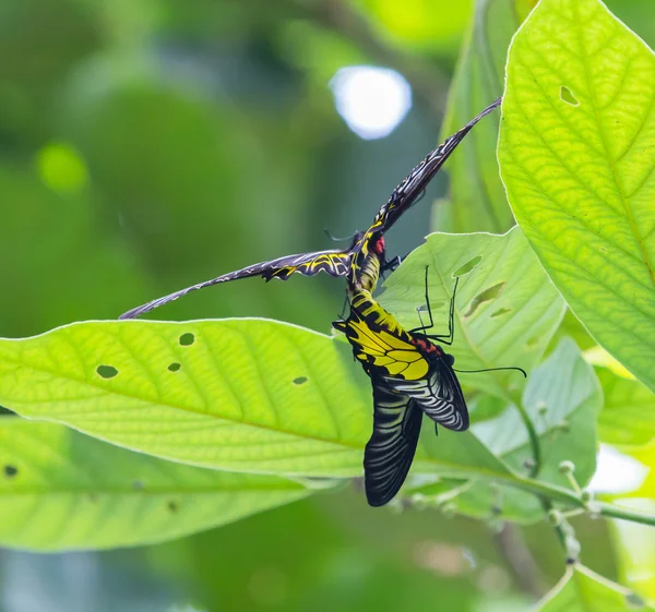 Borboleta de asa de pássaro dourada — Fotografia de Stock