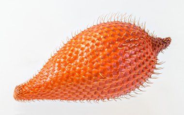 salacca veya zalacca