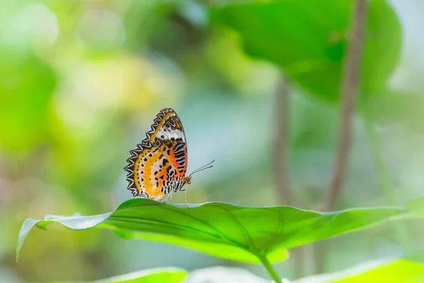 Leopard ve kterém byly motýl — Stock fotografie