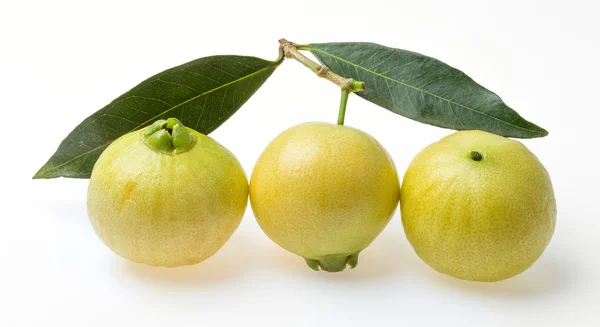 Syzygium jambos gül elma — Stok fotoğraf